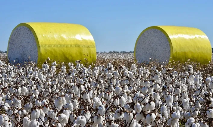 Ukrainian Farmers to Receive Subsidies for Cotton Cultivation for Strategic Needs