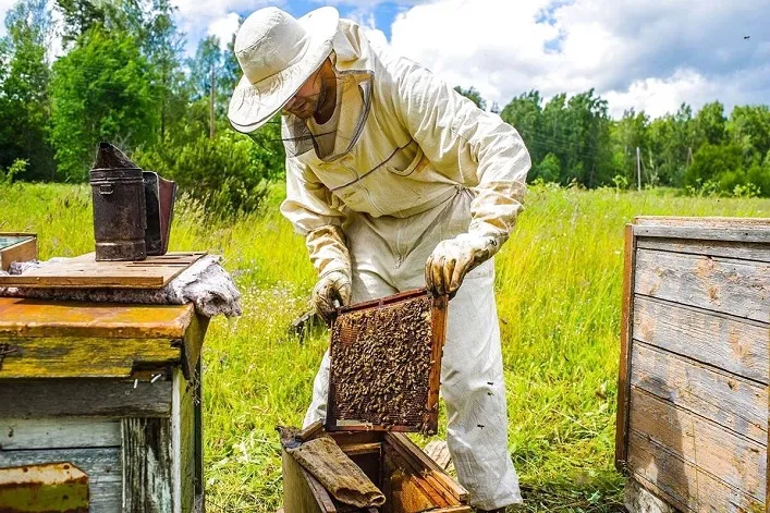European Beekeepers Call for No Increase in Duty-Free Import of Ukrainian Honey