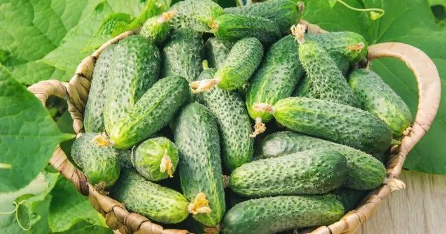 Цены на тепличные огурцы в Украине выросли из-за дефицита продукции