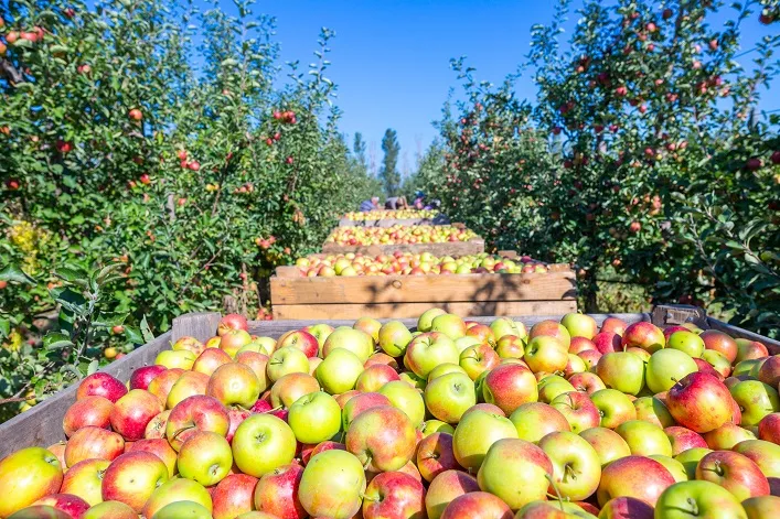 Ukrainian Agricultural Enterprises Invest in Fruit Storage and Energy Independence
