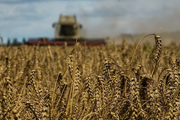 Ukraine Risks Losing Up to €280 Million Due to EU’s Reinstatement of Wheat Export Quotas