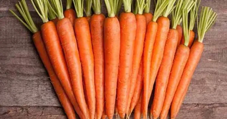 Carrot Prices in Ukraine Have Fallen by 21% Due to Increased Supply