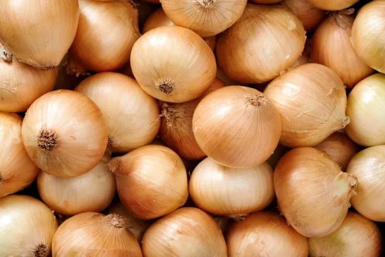 Onions Prices in Ukraine Have Dropped Almost by Half: Reasons and Current Cost