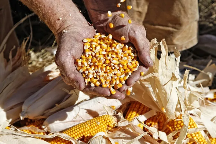 Corn Exports Remain the Main Driver of Ukraine’s Grain Market in December