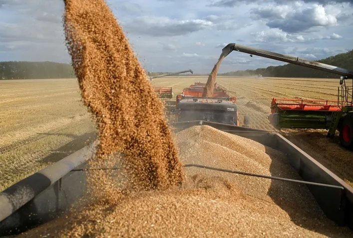 Algeria Imported Nearly Half of Ukraine’s Wheat in December Amid Export Slowdown