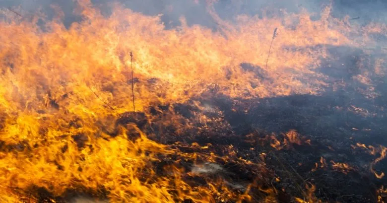 How many people have died due to fires in ecosystems and on water bodies since the beginning of the year