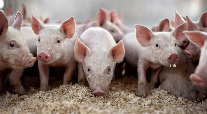 USDA прогнозирует рост свиноводства в Украине в 2026 году