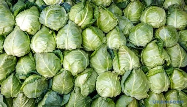 Prices for new crop white cabbage decreased by 18% in a week