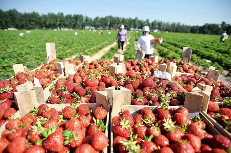 В Украине значительно снизились цены на клубнику: причины и динамика рынка