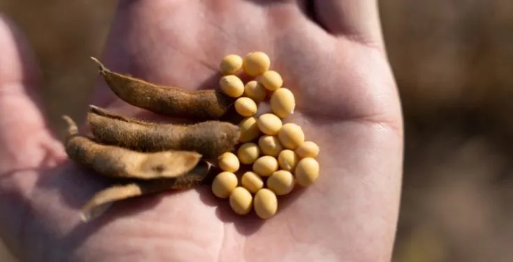 Verification of Soybean and Rapeseed Exporters through the State Agrarian Register: New Duty-Free Rules