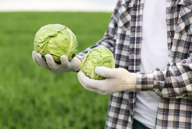 In Ukraine, prices for early cabbage have decreased by 22% due to increased supply